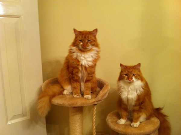 Cat trees experience please (and kitten photos)