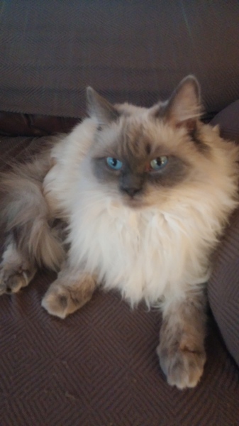 New cat owner and all I want to do is talk about her!