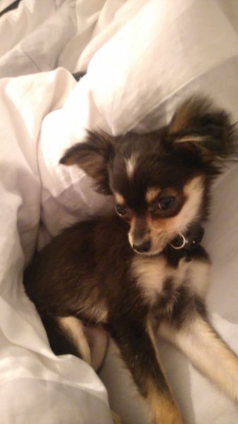 what breed should we get?