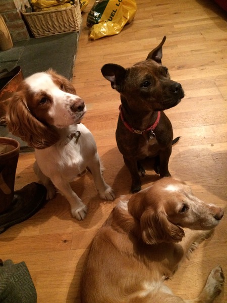 Let's see your pooches