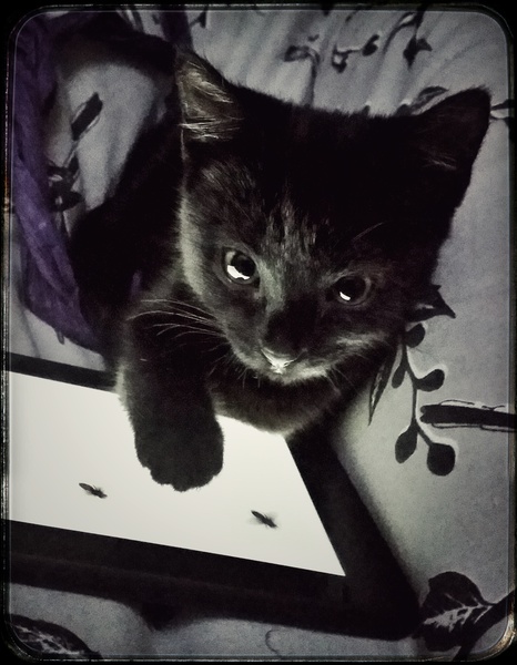 Thoroughly modern kitty