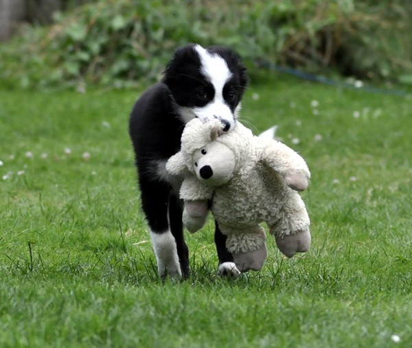 picking up our 9 week old border collie pup next weekend....