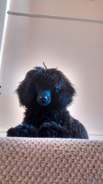 Let's see your pooches
