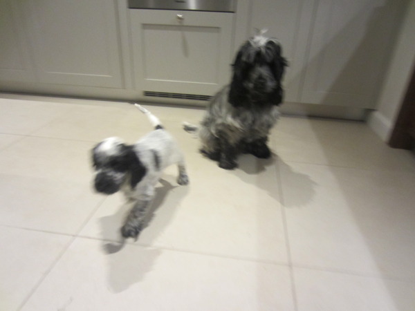 Let's see your pooches
