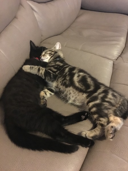 New cat owner and all I want to do is talk about her!