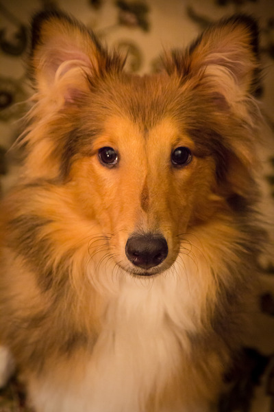 Let's see your pooches