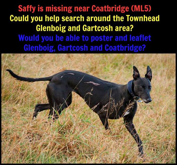 Anyone in Coatbridge area, Scotland - my friend's dog is missing  :(