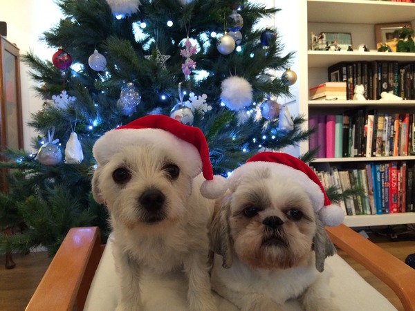 Let's see your pooches