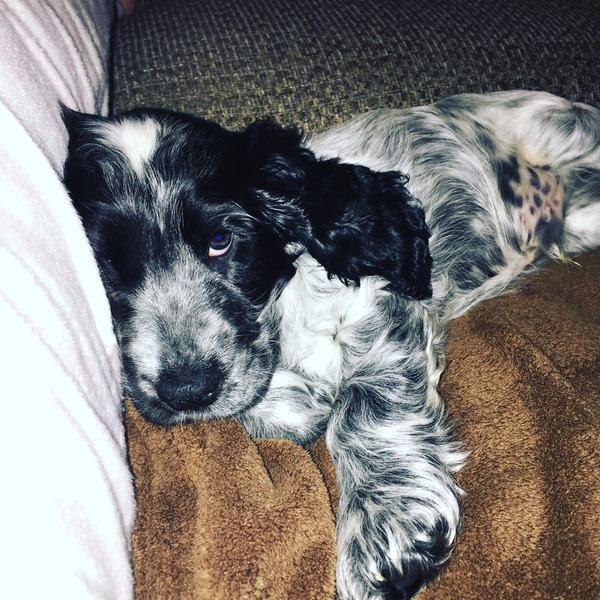 Anyone feel like a puppy support thread?