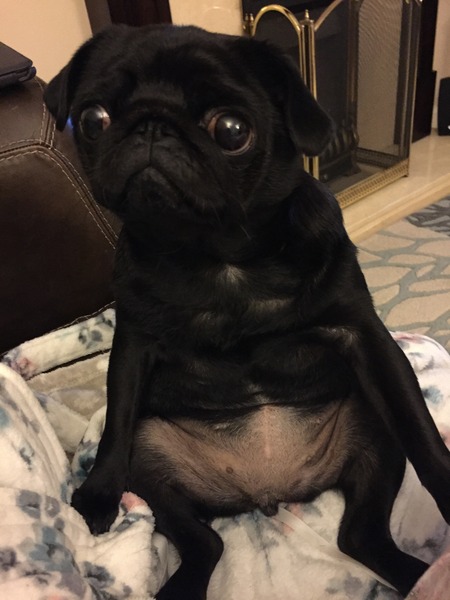Let's see your pooches