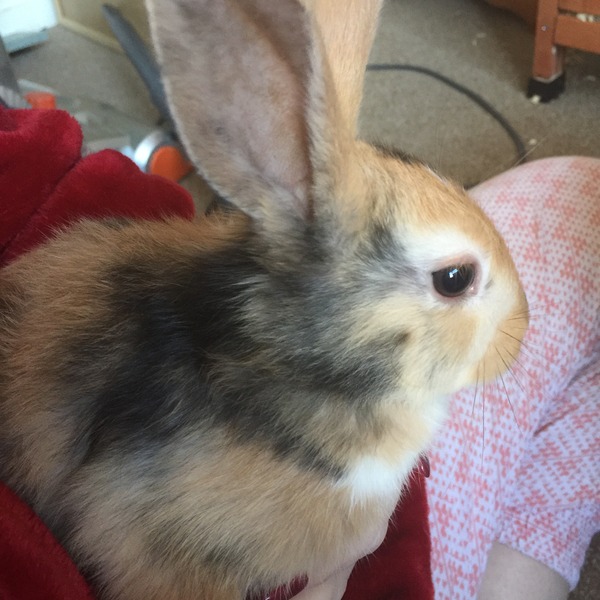 Help my rabbit is giving birth to a surprise litter!