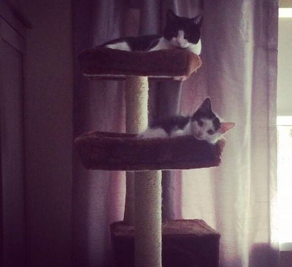 Cat trees experience please (and kitten photos)