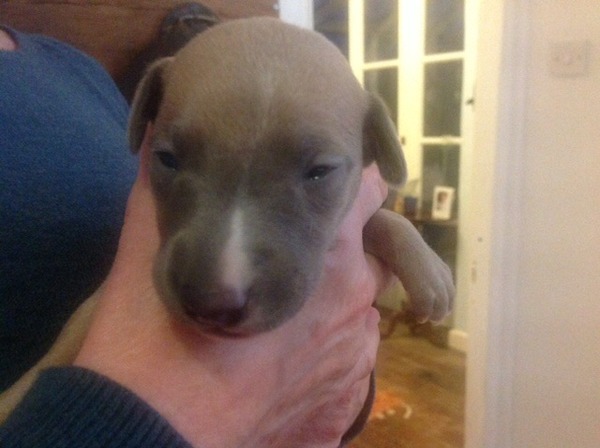Would you recommend a whippet?