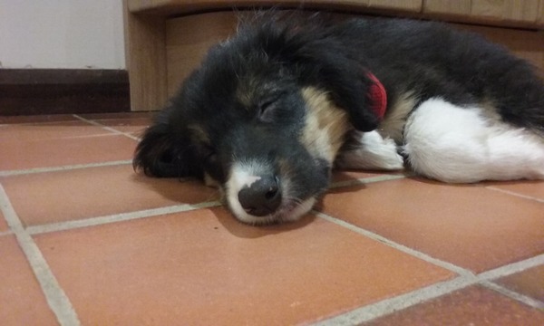 picking up our 9 week old border collie pup next weekend....