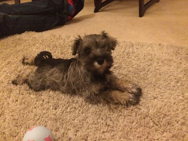 Let's see your pooches