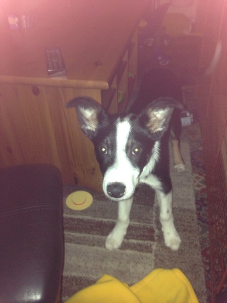 border collie