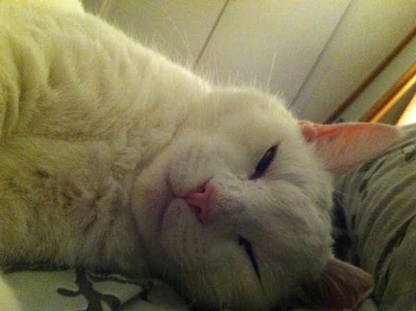 There's Chickens up Trees and BOGOF Deals from the Stork! We're Seeking out the Magic Potion whilst avoiding the Rogue Penis - Don't Flash your Cat, it's JS 57!