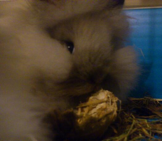 Bunny has fallen asleep in the litter tray, come share pics of your small furries!