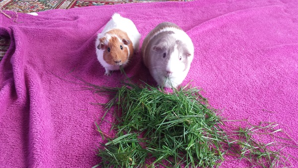 On hunger strike .. protesting