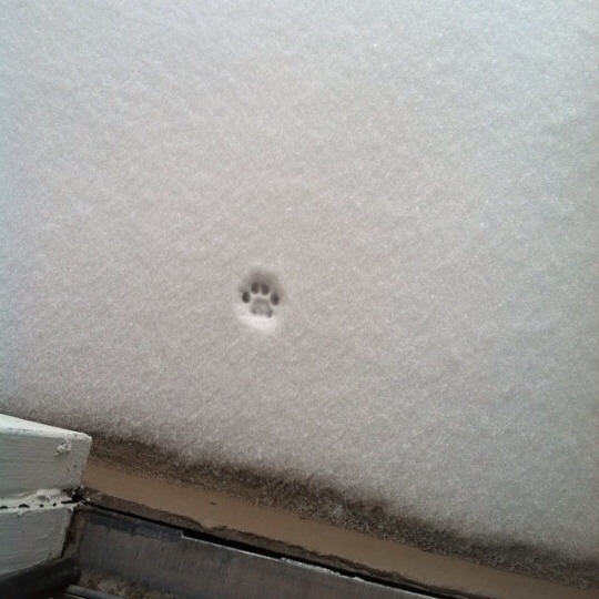 Do you let your cat out in the snow?