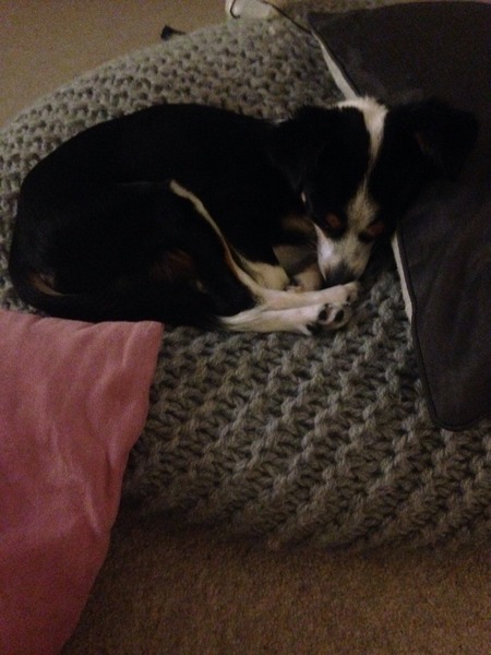 Let's see your pooches