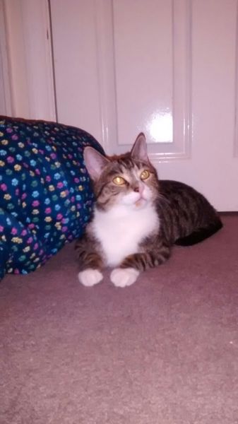 What's the longest your cat has ever disappeared for?