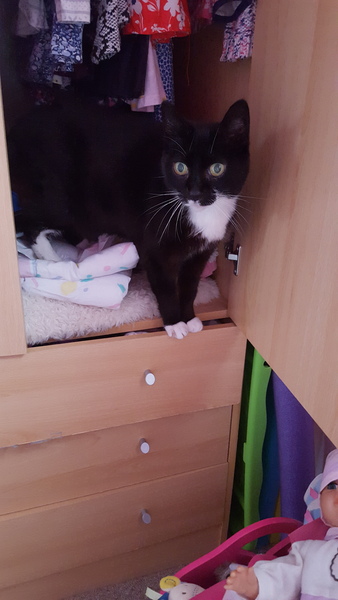 New cat owner and all I want to do is talk about her!