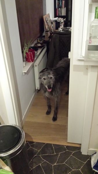 Let's see your pooches