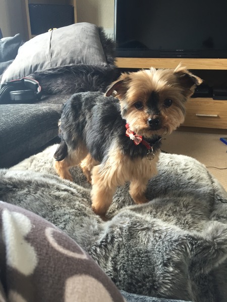 Let's see your pooches