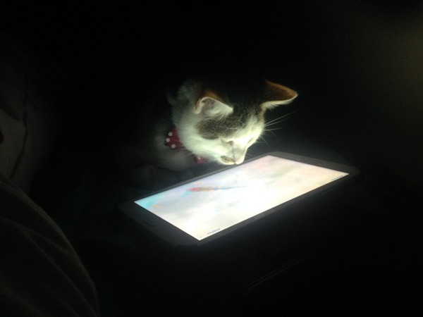 Thoroughly modern kitty