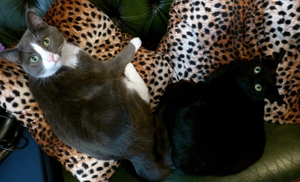 How many cats does everyone have?