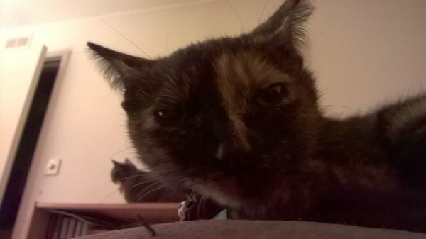 How many cats does everyone have?