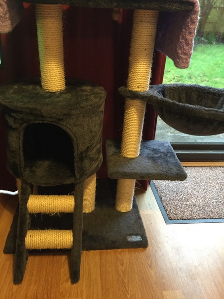 Cat trees experience please (and kitten photos)