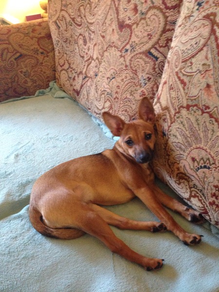 Dog not putting weight on back leg.