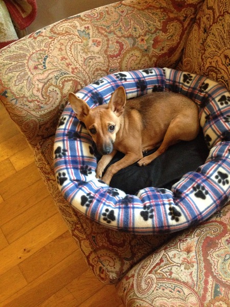 Dog not putting weight on back leg.