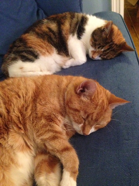 How many cats does everyone have?