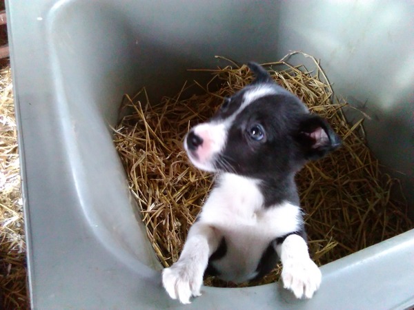 picking up our 9 week old border collie pup next weekend....