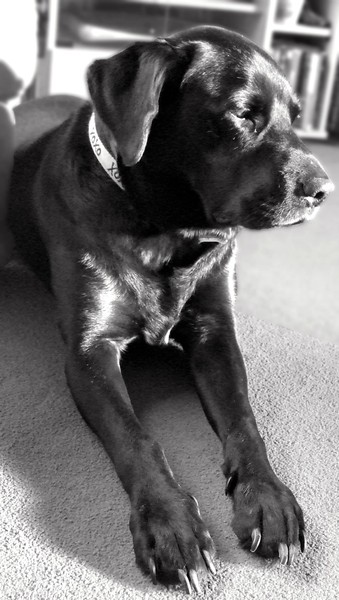 Let's see your pooches