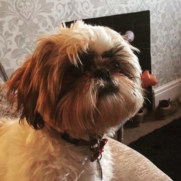 Let's see your pooches