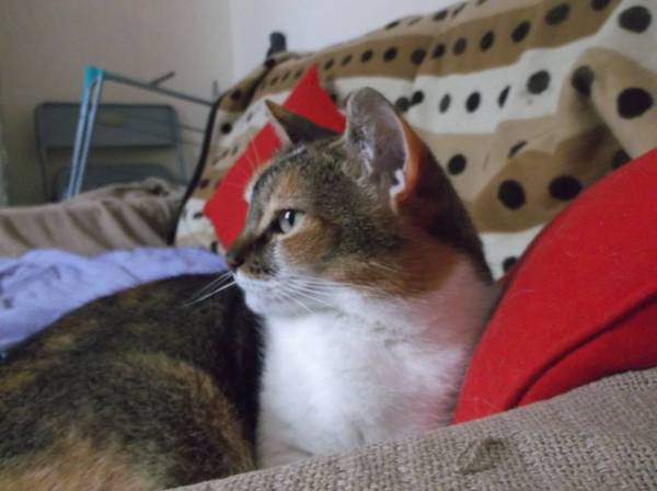Taking my soulmate-cat to the vet today :(