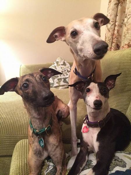 whippet puppy
