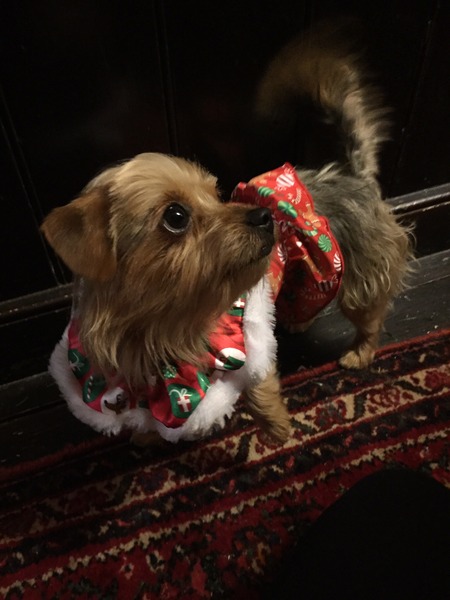 Let's see your pooches