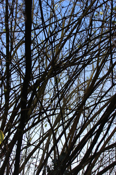 January Fledglings - Resolve to Fly!