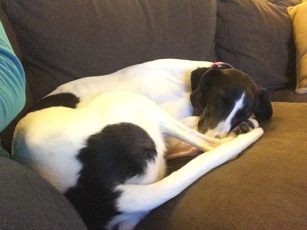 Do you think this is the right dog for us?