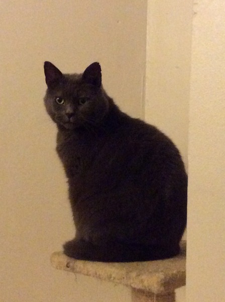 New cat owner and all I want to do is talk about her!