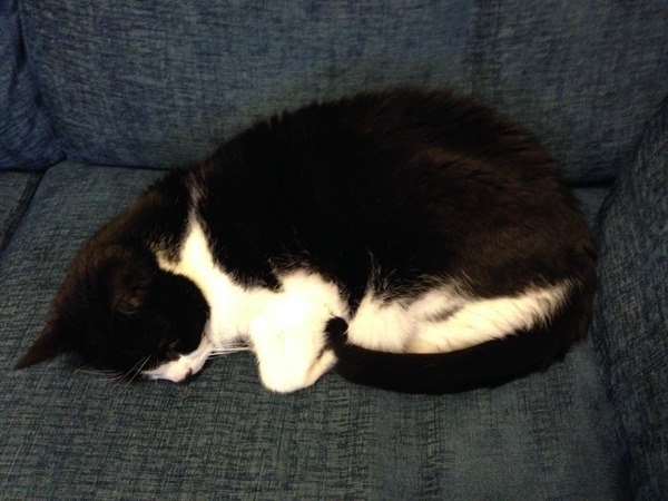 Come and rejoice with me as FatCat is no more...