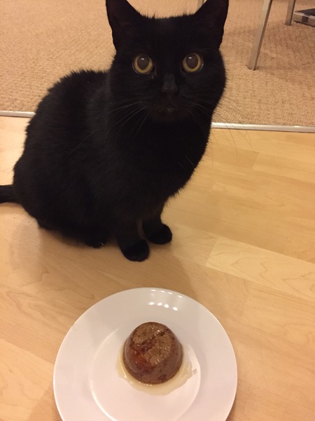 Ollie cat not eating