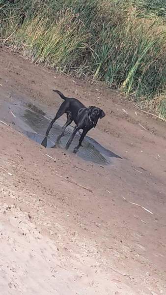 Let's see your pooches