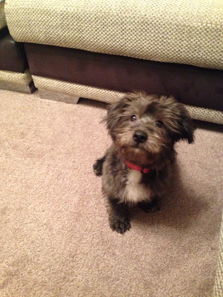Anyone feel like a puppy support thread?