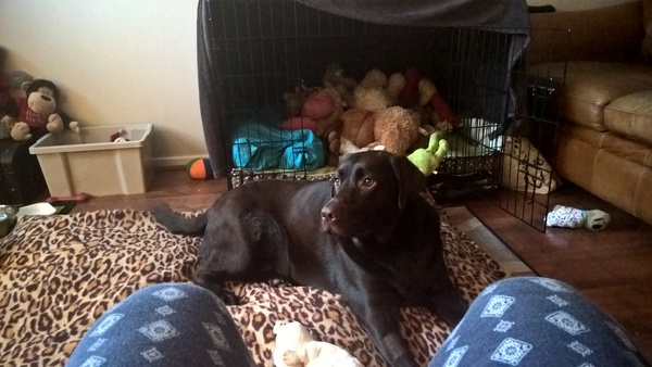 Let's see your pooches